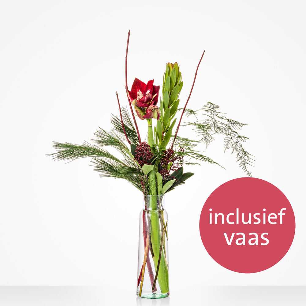 Amaryllis vase surprise
