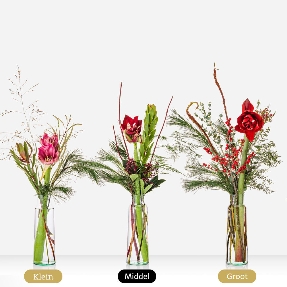 Amaryllis vase surprise