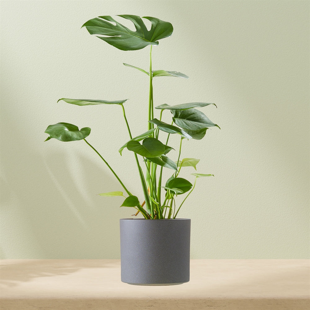 Monstera including pot