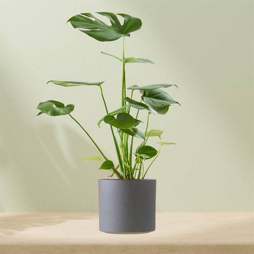 Monstera including pot